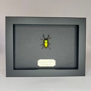 Real framed Lamprima adolphinae beetle